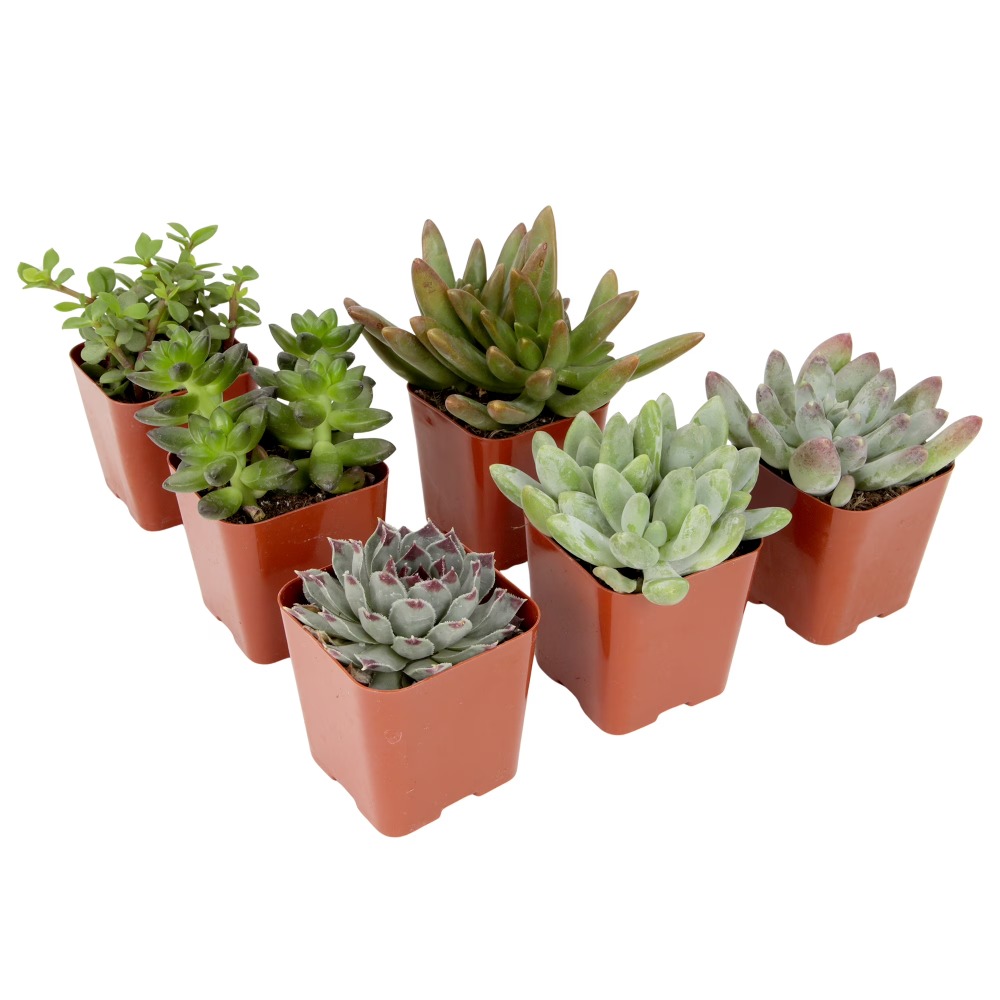 Echeveria Succulent - Assorted Multicolor Live Mini Succulent Plants,