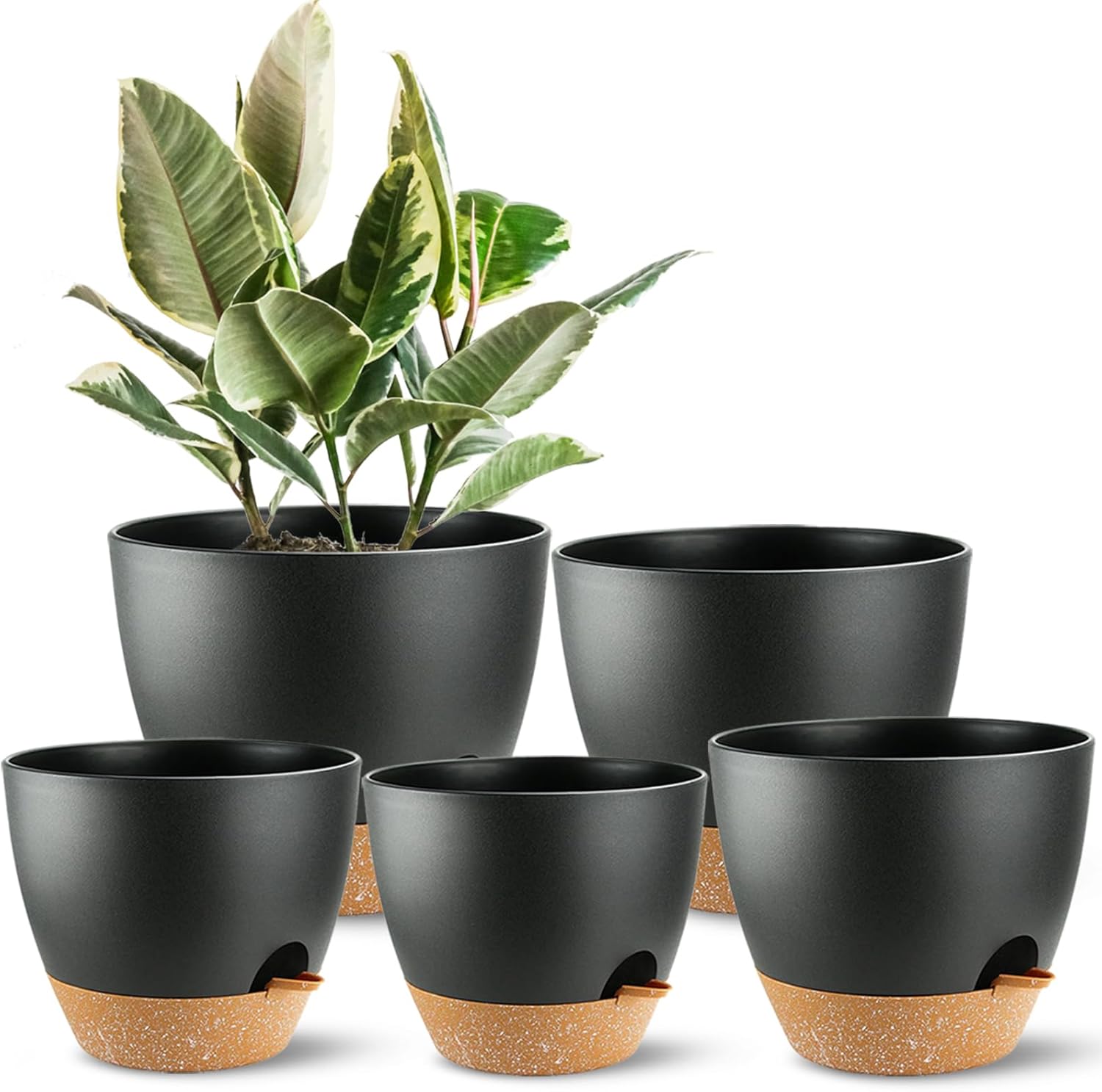 Self Watering Plant Pots with  - Echeveria Succulent 评论和价格