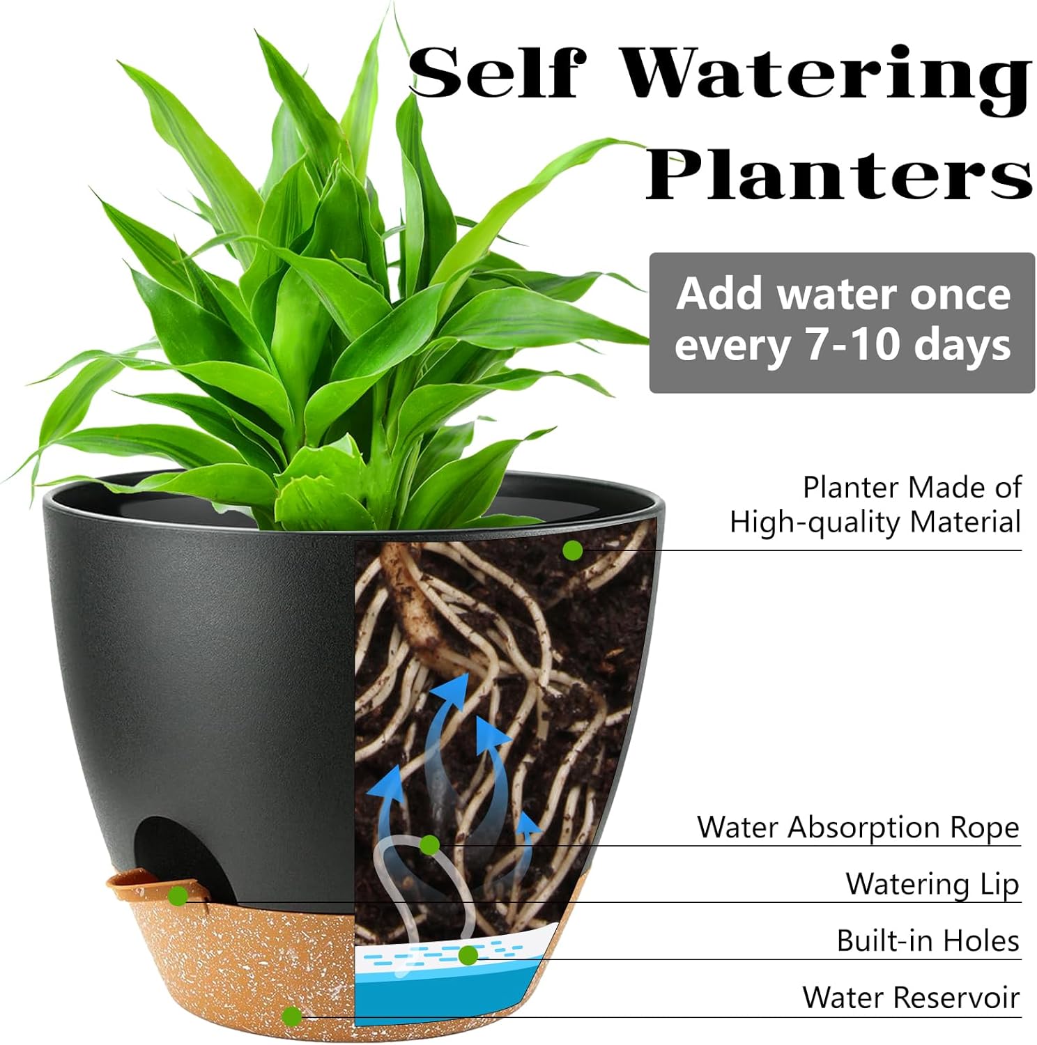 Self Watering Plant Pots with  - Echeveria Succulent 评论和价格