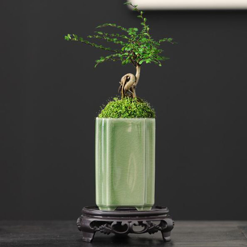 Porcelain Square Celadon Glaze - Pilea Peperomioides 评论和价格
