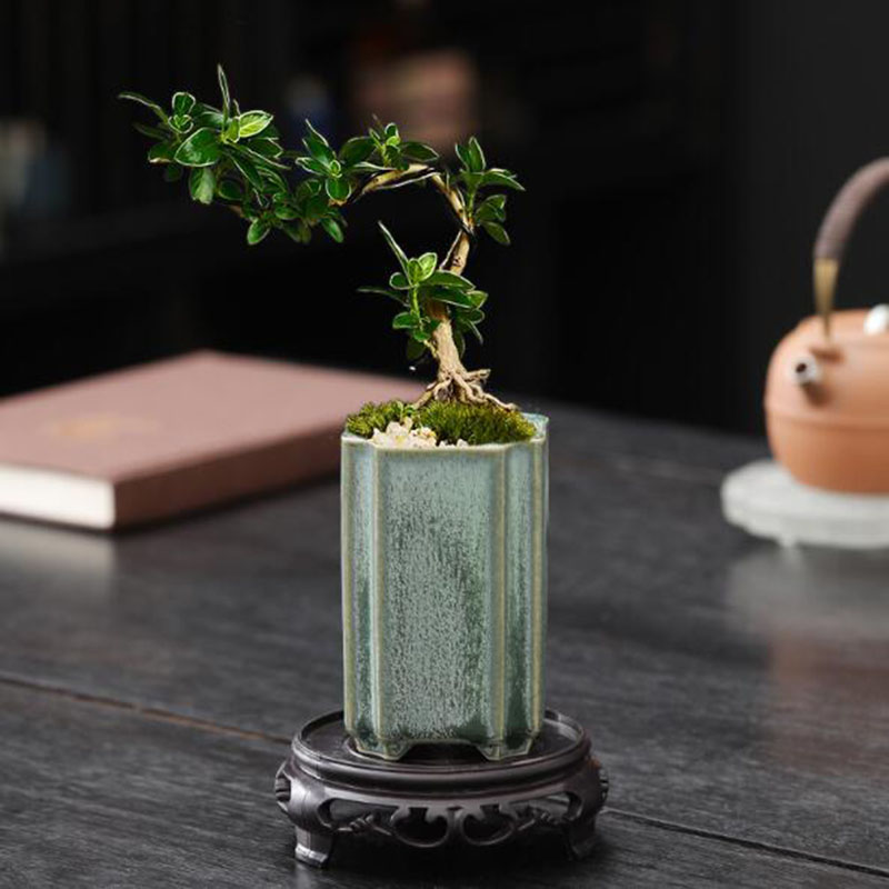 Porcelain Square Celadon Glaze - Pilea Peperomioides 评论和价格