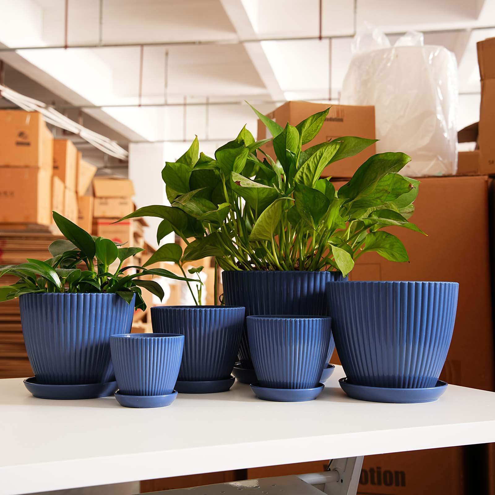 Vertical Striped Thickened Pla - Pilea Peperomioides 评论和价格