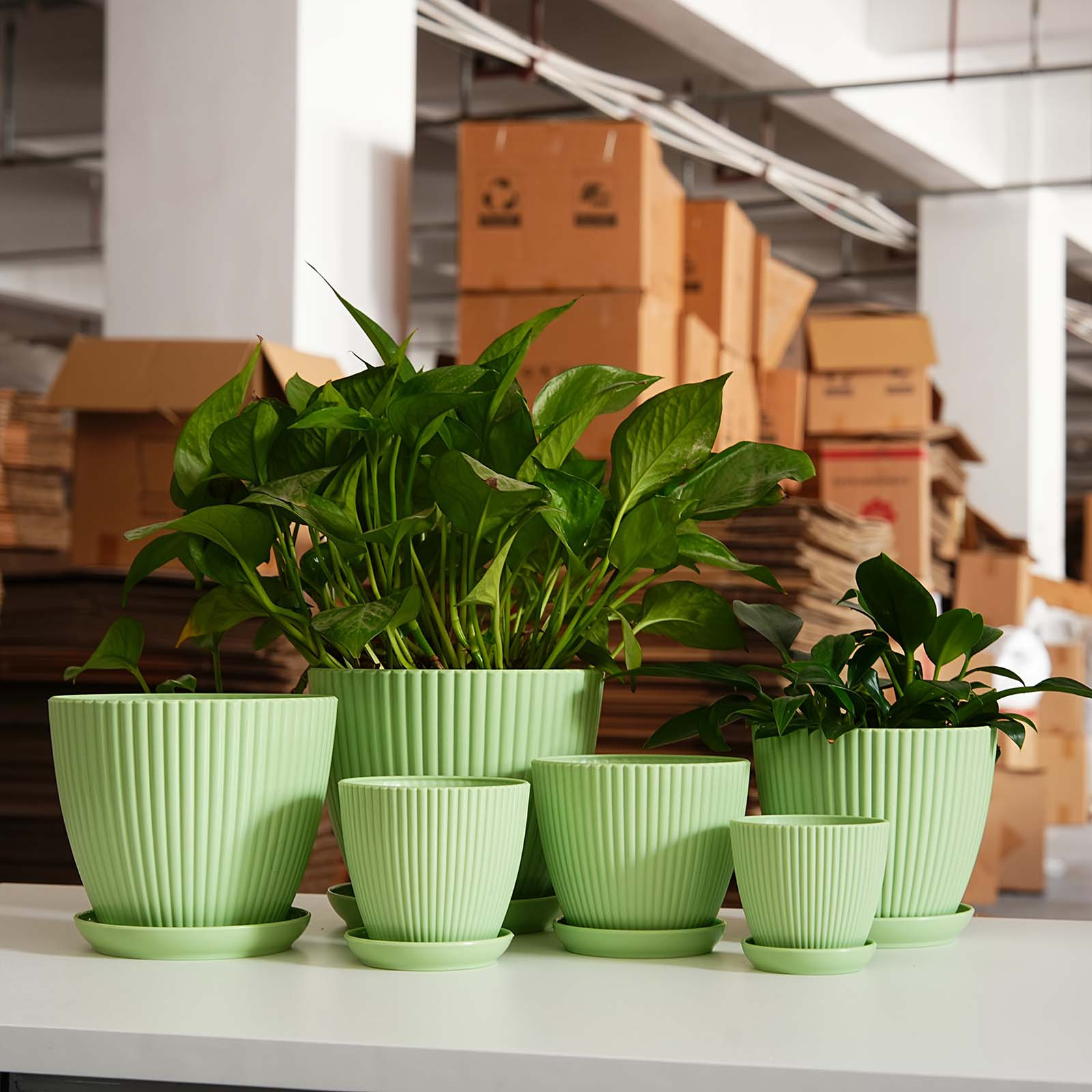 Vertical Striped Thickened Pla - Pilea Peperomioides 评论和价格