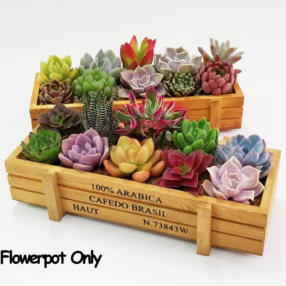 1 PC Tools Garden Decor Trough - Pilea Peperomioides 评论和价格