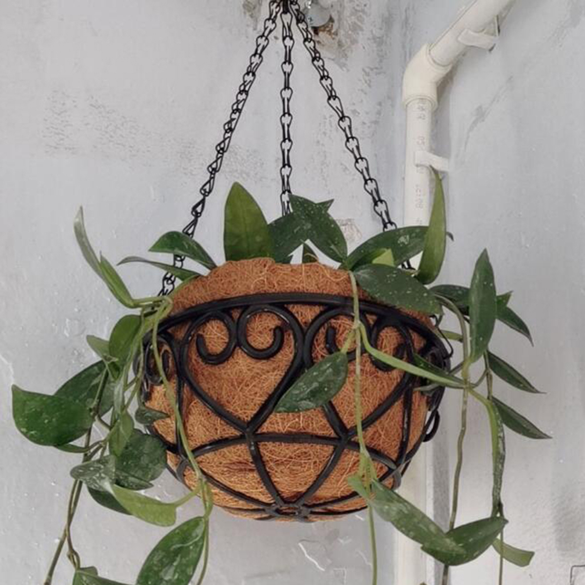 Coconut Liner Iron Chain Hangi - Spider Plant Hanging 评论和价格
