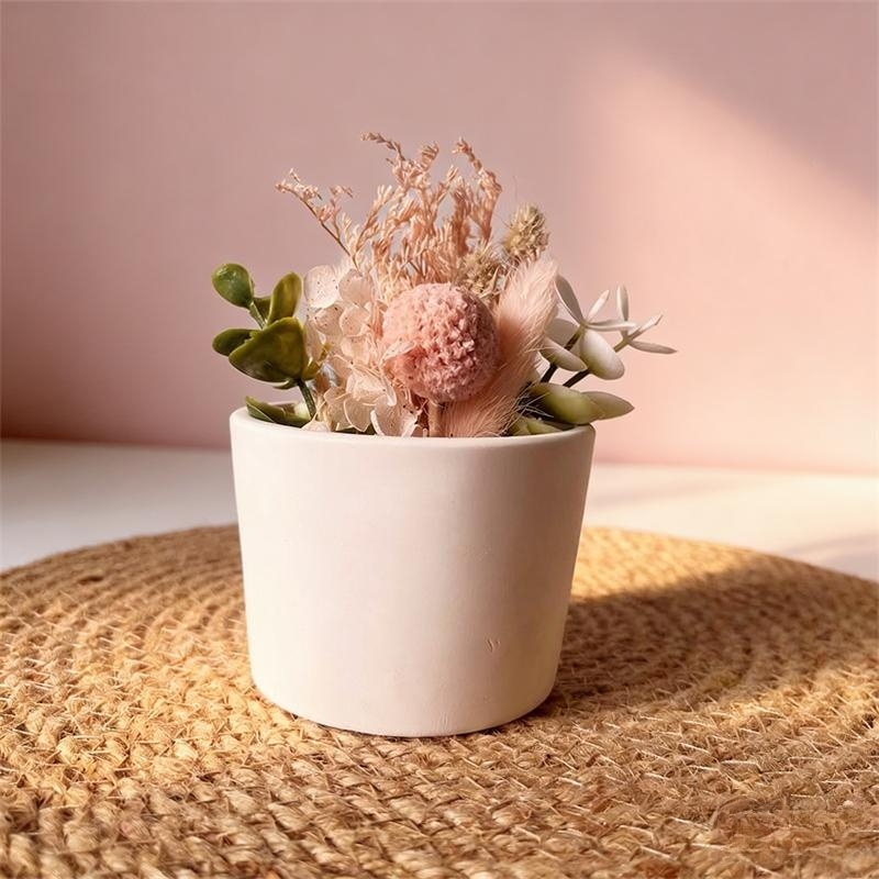 Round Plaster Vase Flowerpot C - Echeveria Succulent 评论和价格