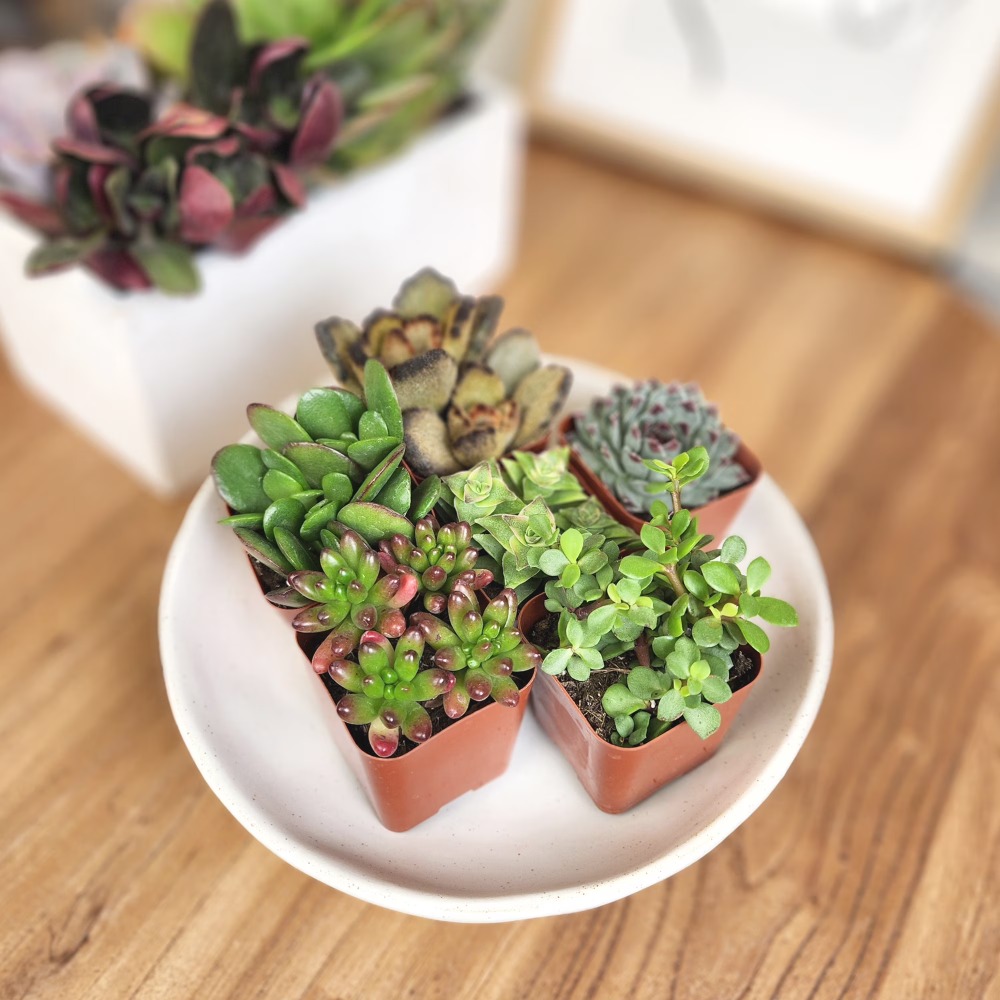 Assorted Multicolor Live Mini  - Echeveria Succulent 评论和价格