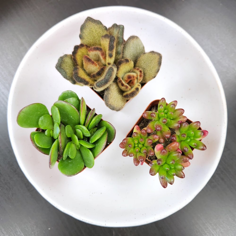Assorted Multicolor Live Mini  - Echeveria Succulent 评论和价格