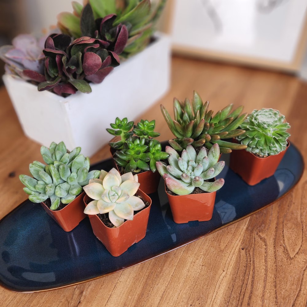 Assorted Multicolor Live Mini  - Echeveria Succulent 评论和价格