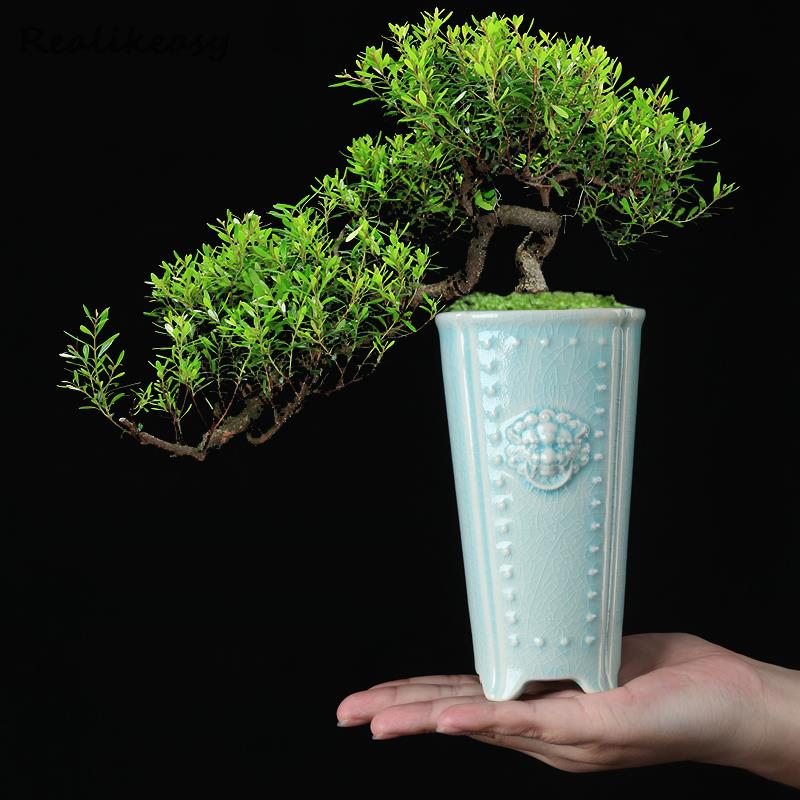 Creative Chinese Ceramic Flowe - Pilea Peperomioides 评论和价格
